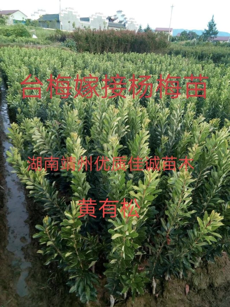 台梅杨梅树产地供货大果早熟提供种植技术欢迎来电