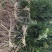 台梅杨梅树产地供货大果早熟提供种植技术欢迎来电