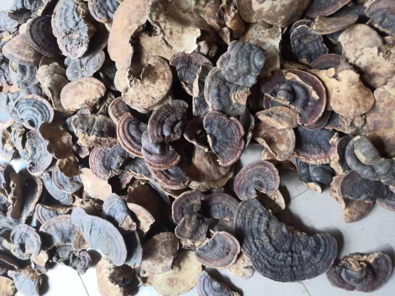 无柄赤芝树舌灵芝缅甸野生灵芝