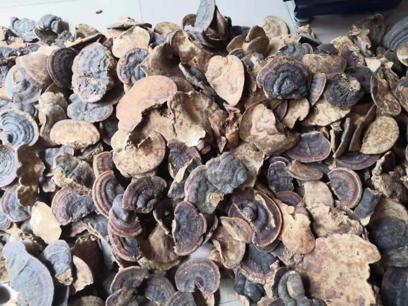 无柄赤芝树舌灵芝缅甸野生灵芝