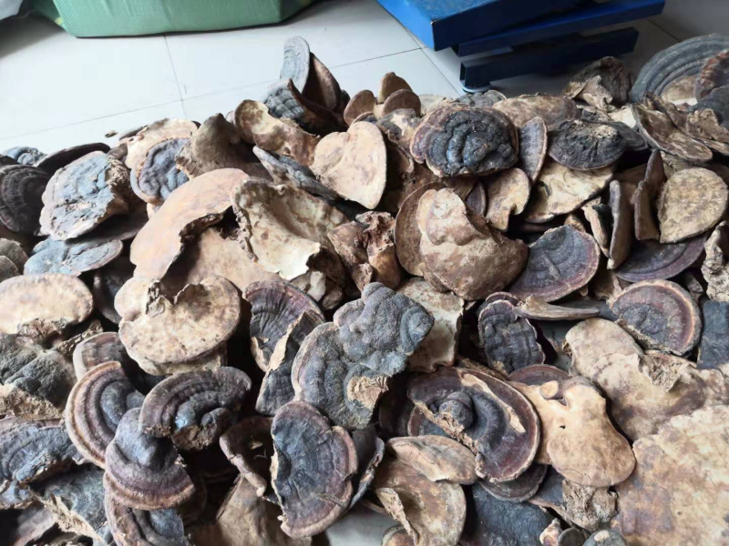 无柄赤芝树舌灵芝缅甸野生灵芝