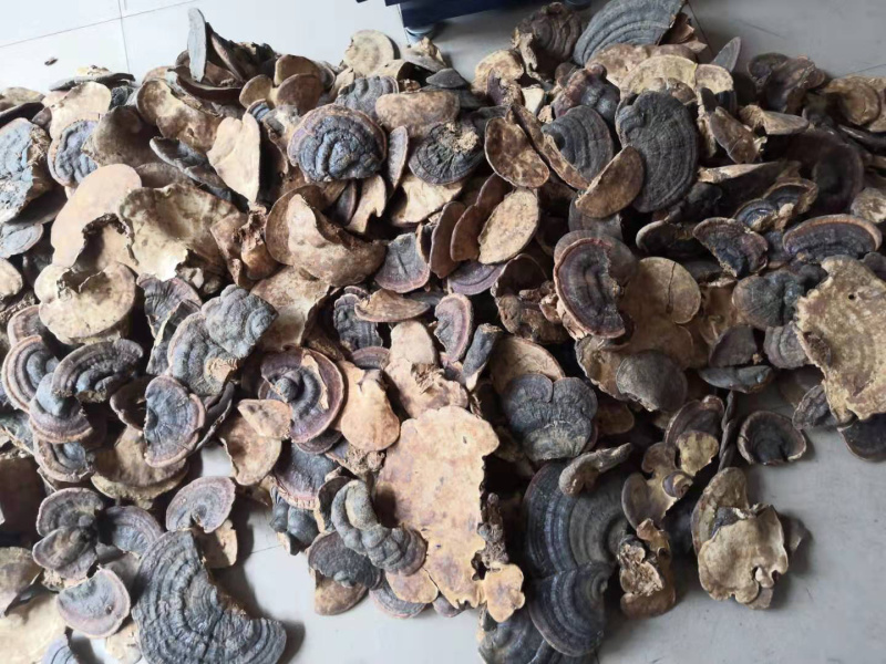 无柄赤芝树舌灵芝缅甸野生灵芝