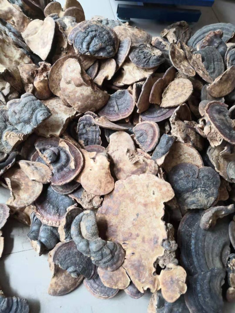 无柄赤芝树舌灵芝缅甸野生灵芝