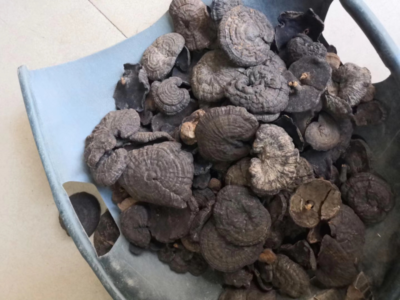 假芝血芝血灵芝皱盖灵芝乌芝东南亚野生灵芝