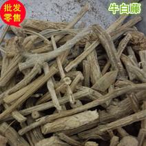 常年批发牛白藤量大从优