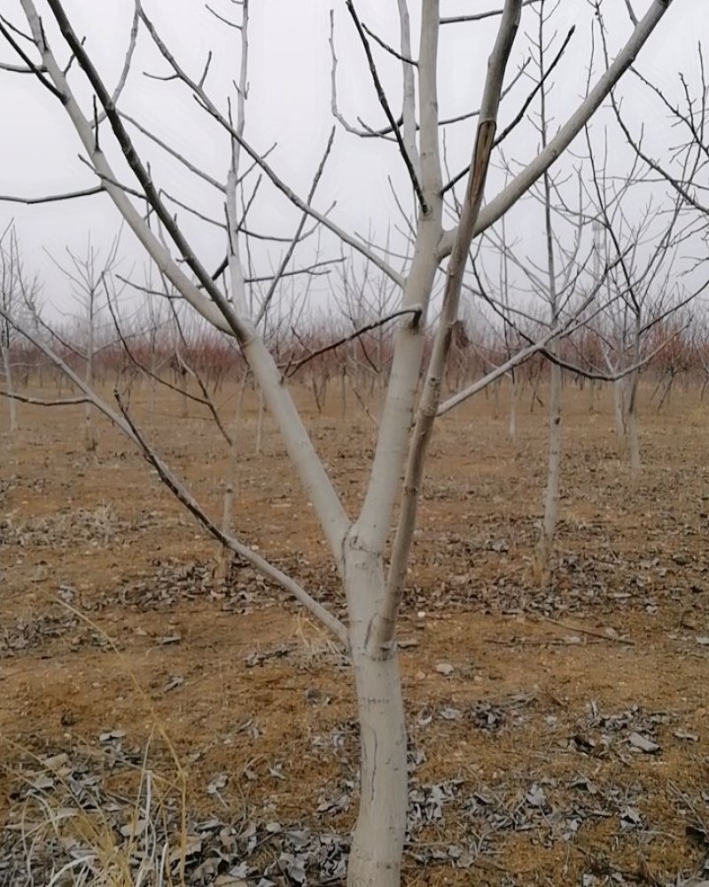 大核桃树：薄皮核桃树10公分以上的苗圃现挖现发