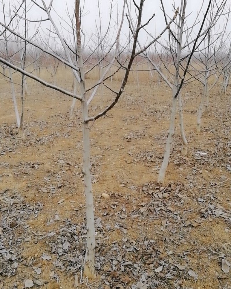 大核桃树：薄皮核桃树10公分以上的苗圃现挖现发