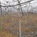 大核桃树：薄皮核桃树10公分以上的苗圃现挖现发