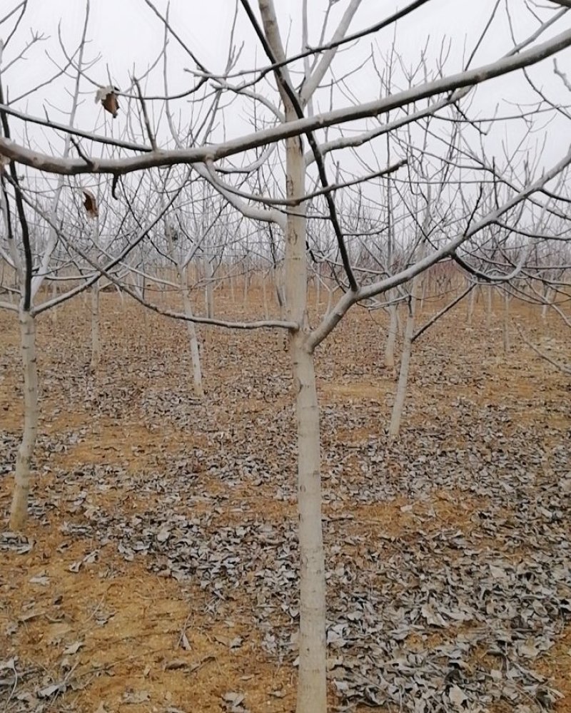 大核桃树：薄皮核桃树10公分以上的苗圃现挖现发