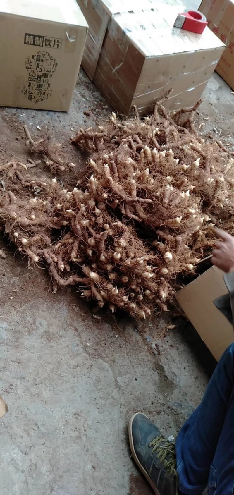 广东省连州新鲜玉竹统货，自己基地，一手货源，质量保证