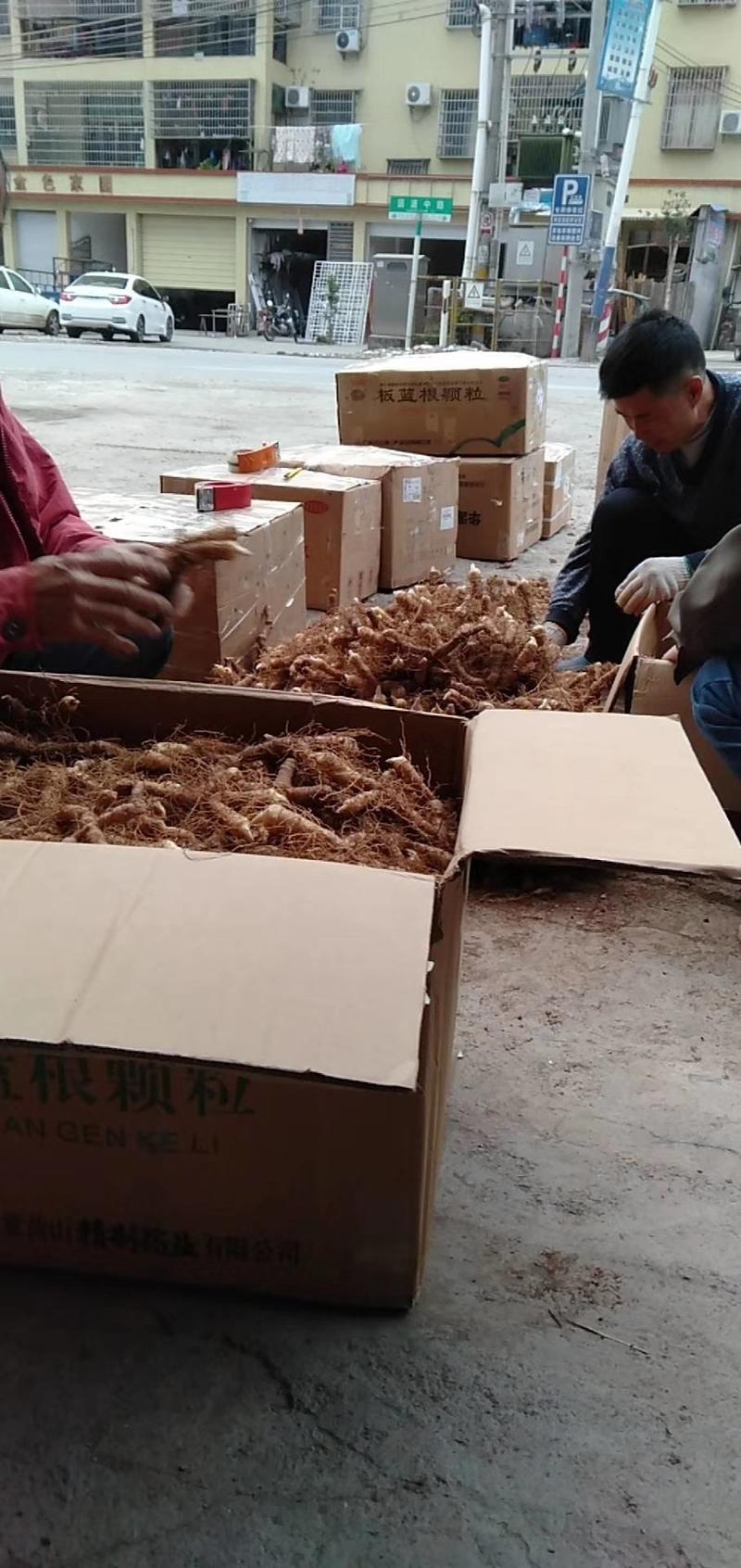 广东省连州新鲜玉竹统货，自己基地，一手货源，质量保证