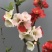日本海棠花东洋锦，四季开花，室内盆栽花卉，耐寒耐阴