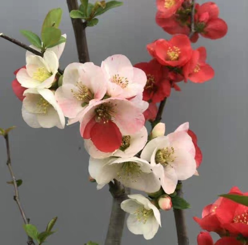 日本海棠花东洋锦，四季开花，室内盆栽花卉，耐寒耐阴