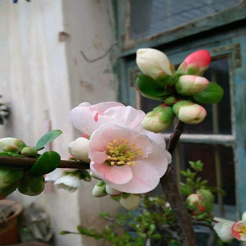 日本海棠花东洋锦，四季开花，室内盆栽花卉，耐寒耐阴