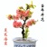 日本海棠花东洋锦，四季开花，室内盆栽花卉，耐寒耐阴