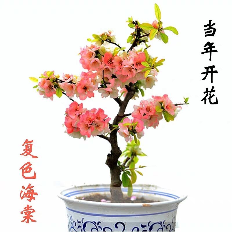 日本海棠花东洋锦，四季开花，室内盆栽花卉，耐寒耐阴