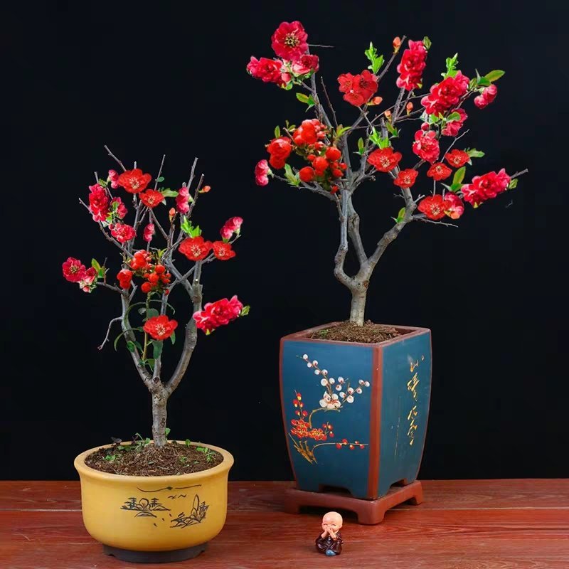 日本海棠花东洋锦，四季开花，室内盆栽花卉，耐寒耐阴