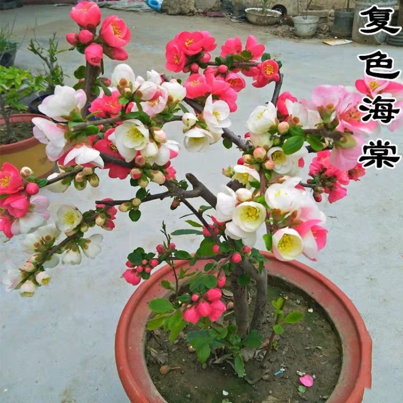 日本海棠花东洋锦，四季开花，室内盆栽花卉，耐寒耐阴