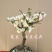 日本海棠花东洋锦，四季开花，室内盆栽花卉，耐寒耐阴