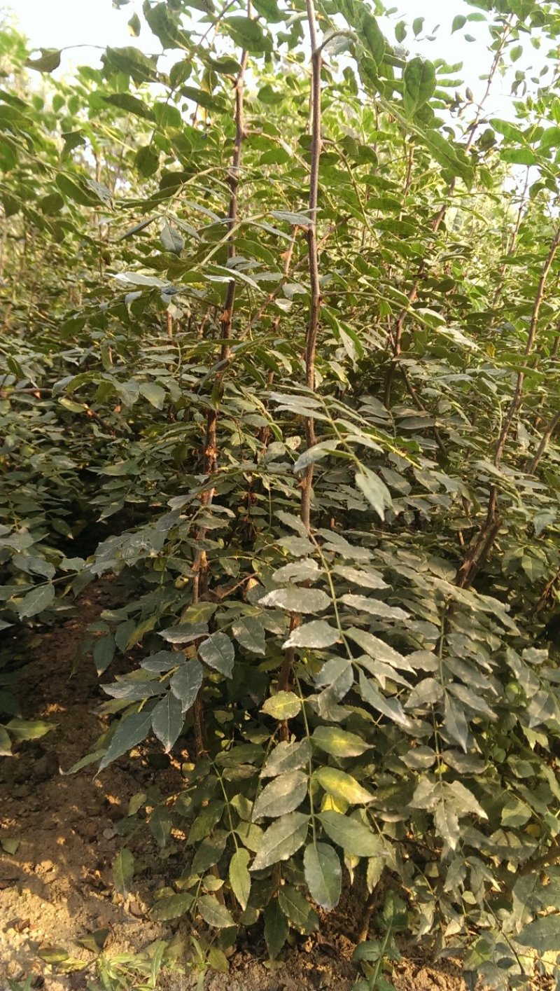 大红袍花椒苗易管理好成活现挖现发