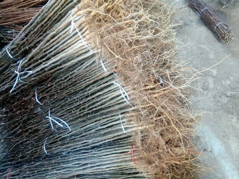 大红袍花椒苗易管理好成活现挖现发