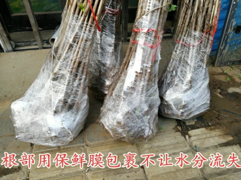 银杏树苗银杏小苗白果树苗银杏树活苗银杏大树占地拆