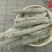 紫梢花，常年批发供应各种规格紫梢花量大从优货真价实