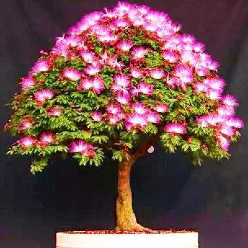 合欢树苗合欢苗绒花树苗芙蓉花树苗庭院花卉盆栽当年开花合欢