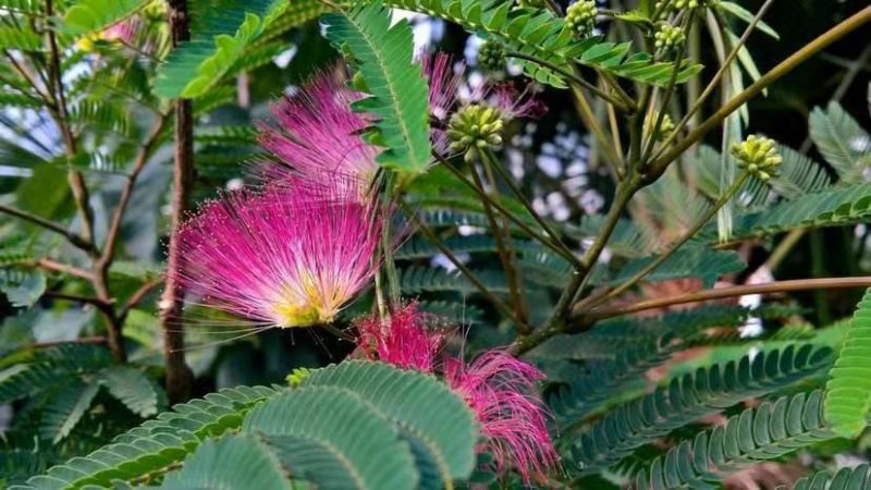 合欢树苗合欢苗绒花树苗芙蓉花树苗庭院花卉盆栽当年开花合欢