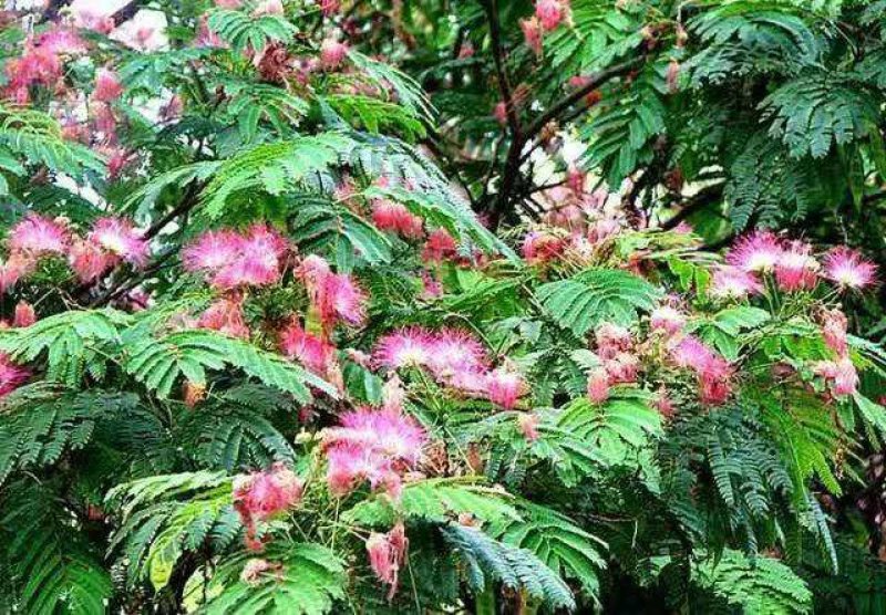 合欢树苗合欢苗绒花树苗芙蓉花树苗庭院花卉盆栽当年开花合欢