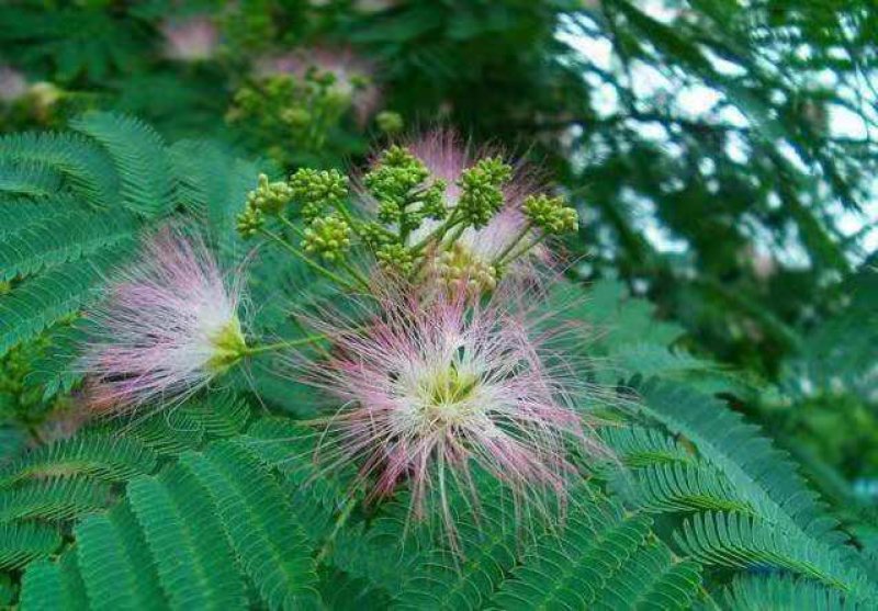 合欢树苗合欢苗绒花树苗芙蓉花树苗庭院花卉盆栽当年开花合欢