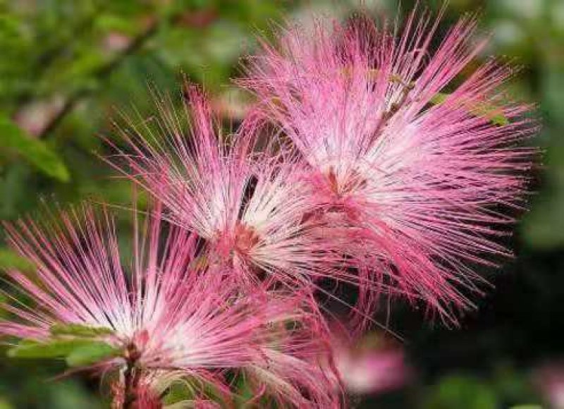 合欢树苗合欢苗绒花树苗芙蓉花树苗庭院花卉盆栽当年开花合欢