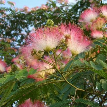 合欢树苗合欢苗绒花树苗芙蓉花树苗庭院花卉盆栽当年开花合欢