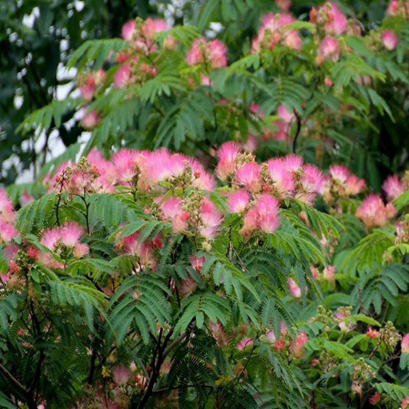 合欢树苗合欢苗绒花树苗芙蓉花树苗庭院花卉盆栽当年开花合欢