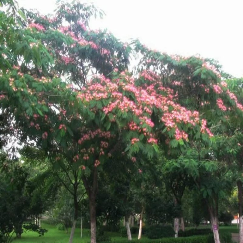 合欢树苗合欢苗绒花树苗芙蓉花树苗庭院花卉盆栽当年开花合欢