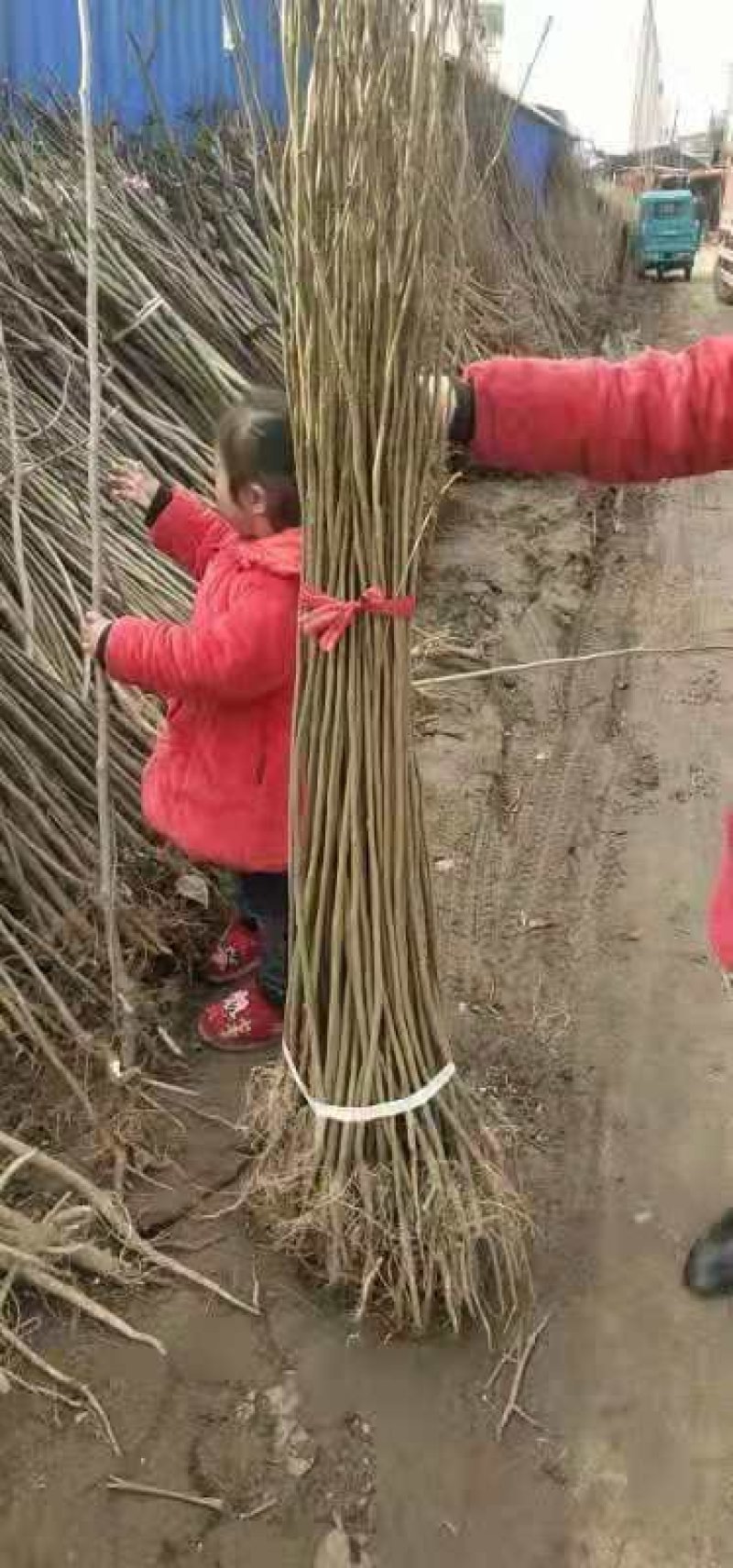 合欢树苗合欢苗绒花树苗芙蓉花树苗庭院花卉盆栽当年开花合欢