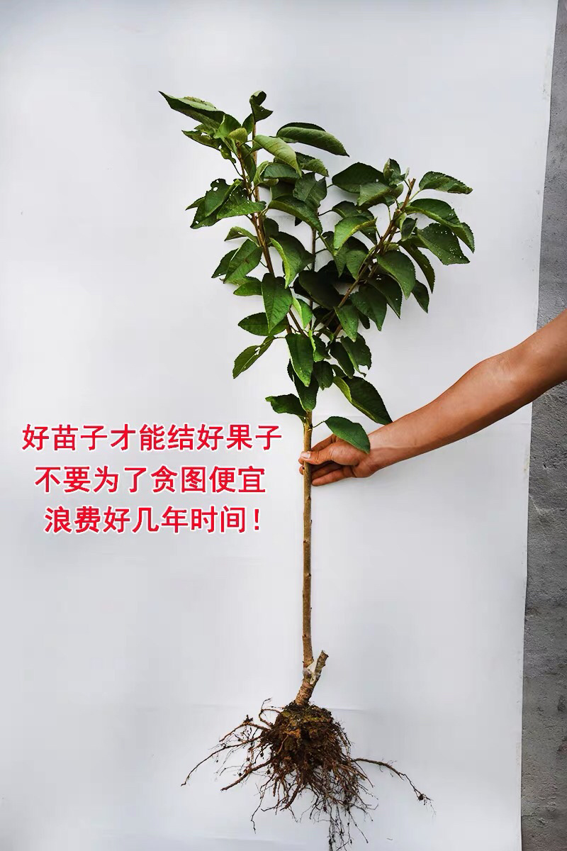 黑珍珠樱桃树苗嫁接樱桃树苗基地直供现挖现发量大从优