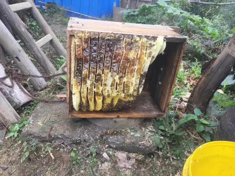 【聚便宜】🌸来自深山养殖的蜂蜜土蜂蜜保质保量