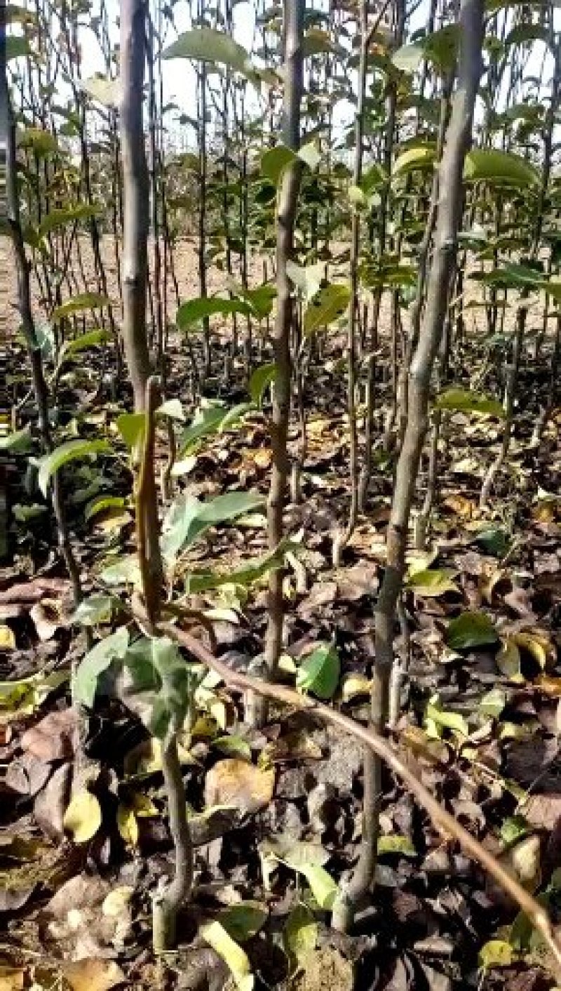 河南西华诚信家庭农场大量批发0.8一2公分嫁接梨树苗。
