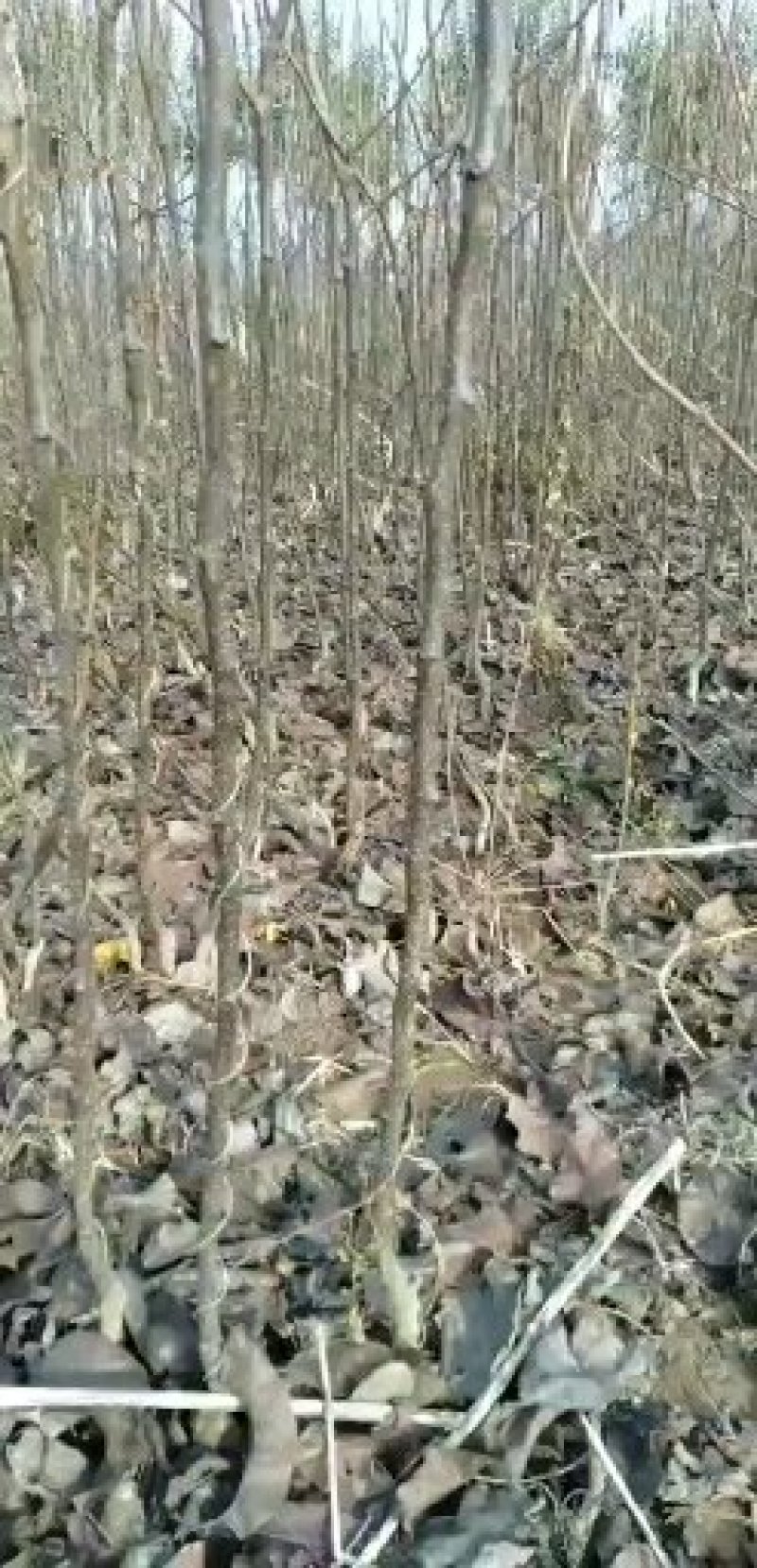 河南西华诚信家庭农场大量批发0.8一2公分嫁接梨树苗。