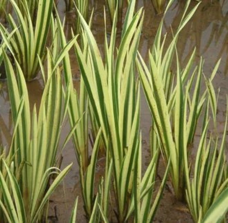 花叶菖蒲花叶水菖蒲基地直销