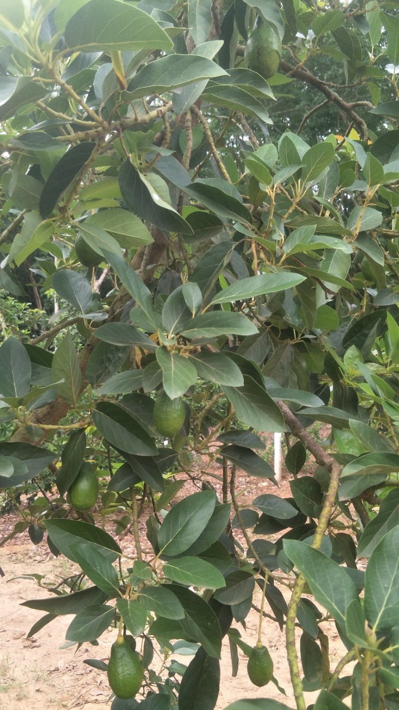 牛油果苗