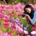 波斯菊种子格桑花种子花卉种子四季易播包邮好种易活阳台