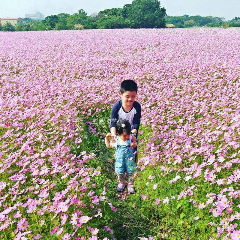 波斯菊种子格桑花种子花卉种子四季易播包邮好种易活阳台