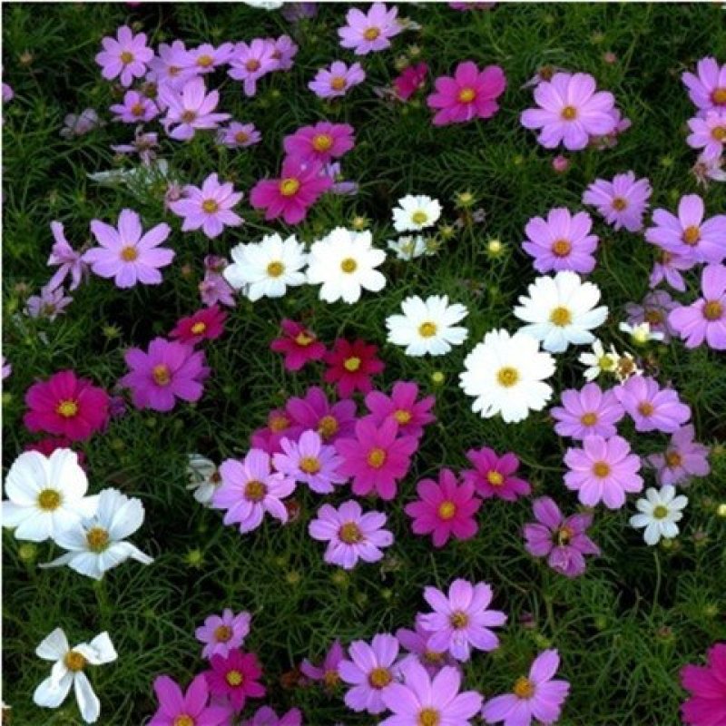 波斯菊种子格桑花种子花卉种子四季易播包邮好种易活阳台