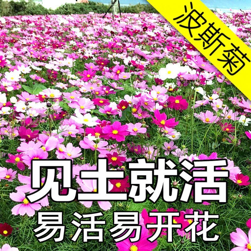 波斯菊种子格桑花种子花卉种子四季易播包邮好种易活阳台
