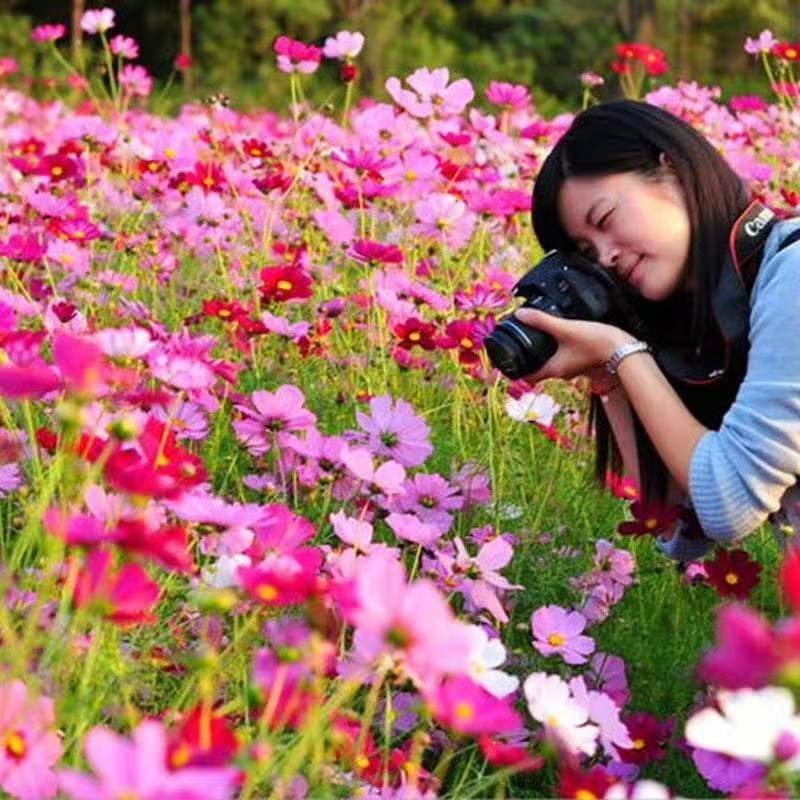 波斯菊种子格桑花种子花卉种子四季易播包邮花坛阳台种植