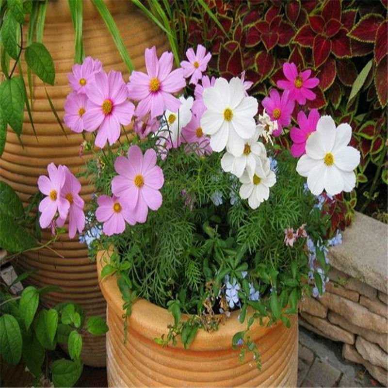 波斯菊种子格桑花种子花卉种子四季易播包邮花坛阳台种植