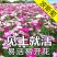 波斯菊种子格桑花种子花卉种子四季易播包邮花坛阳台