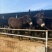 肉驴苗免费送货，提供技术，急售3000头品种驴